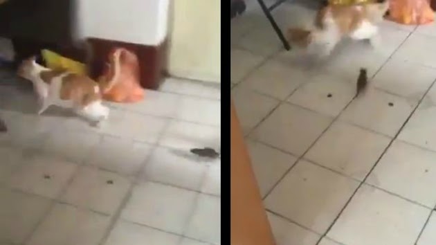 VIDEO: Bagaikan Mitos yang Terpatahkan, Aneh Tapi Nyata Kucing Ini Lari Tunggang Langgang Ketakutan Dikejar Tikus Kecil