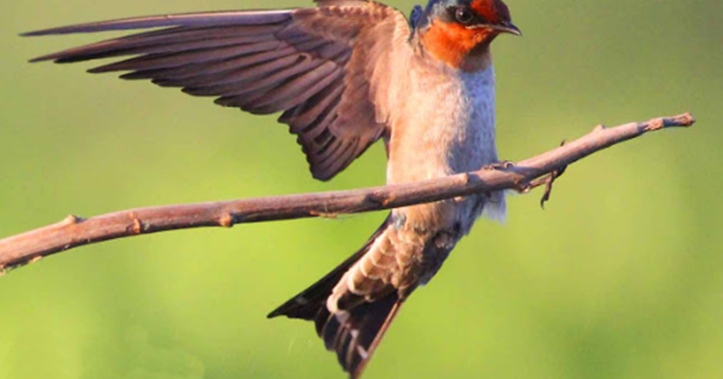 17+ Arti Mimpi Di Serang Burung Layanng2