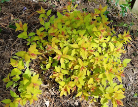 Spiraea Stock Photos Spiraea Stock Images Alamy