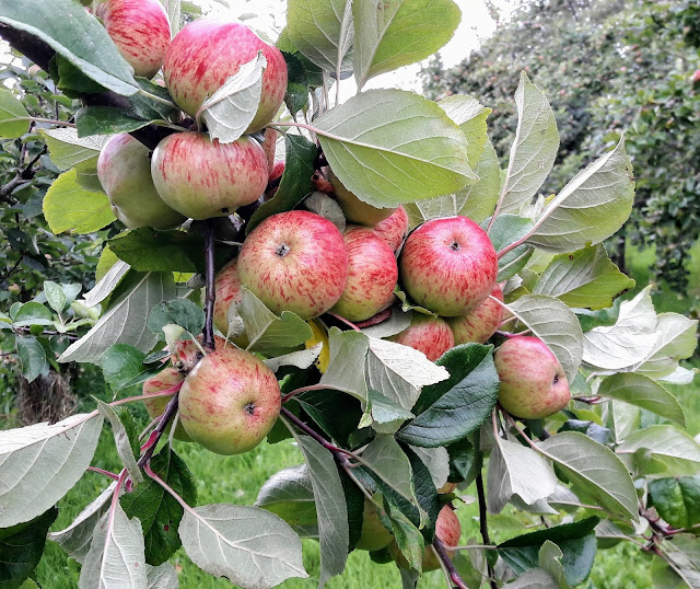 What is a good place for group visit in Kilkenny Highbank Orchards Distillery Kilkenny