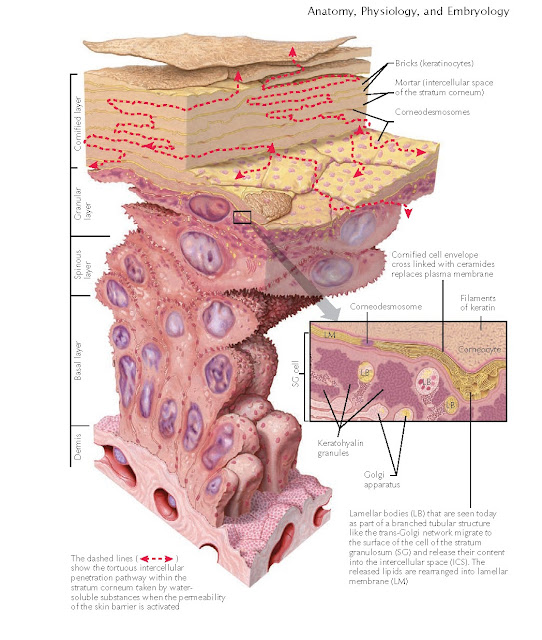 Skin Physiology: The Process Of Keratinization