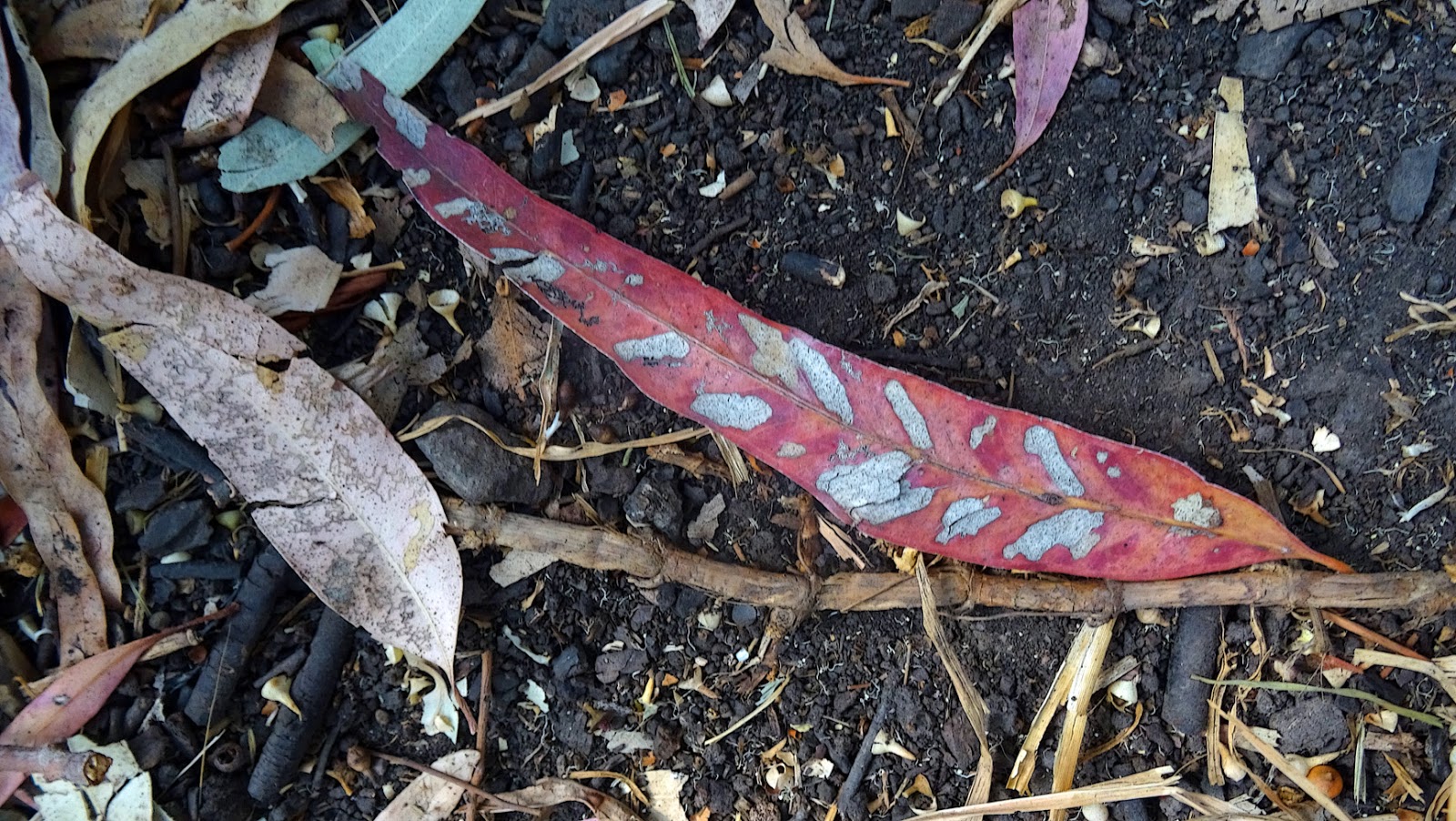 NixPages FALLEN GUM LEAF