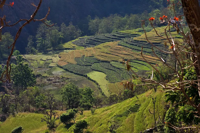 Pertanian padi bertingkat di Nepal