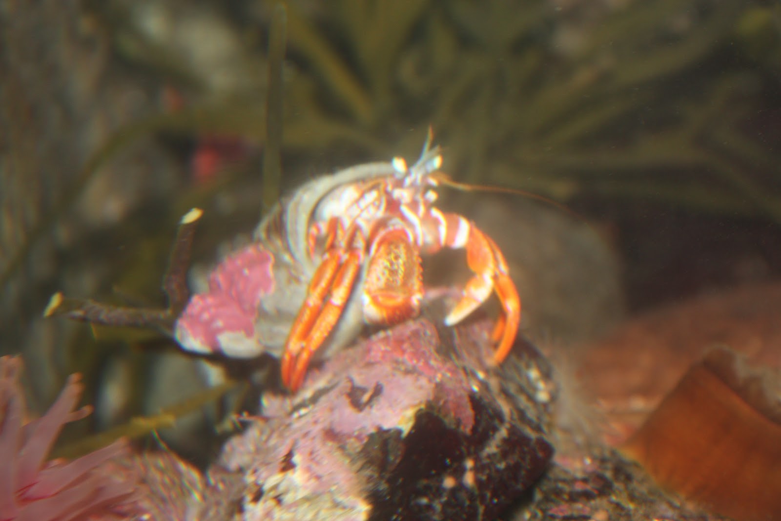 WHS AP Bio 2012: Crowley: Organisms in different animal phyla