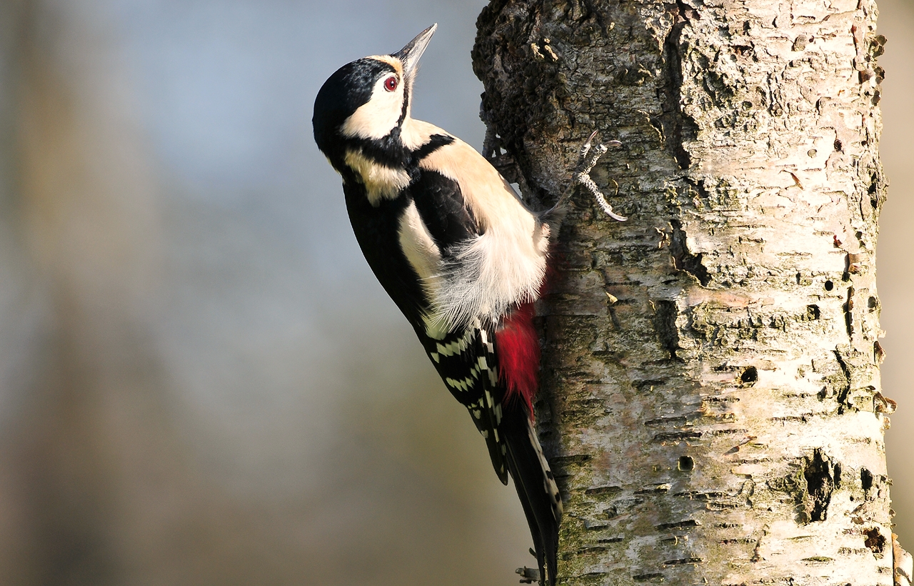 Jozef van der Heijden Natuurfotografie Een