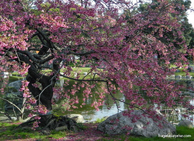 Cerejeiras em flor no Jardim Japonês de Buenos Aires