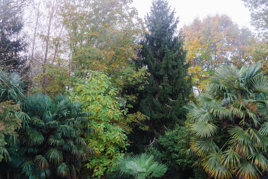 Туман в долине Туман в долине