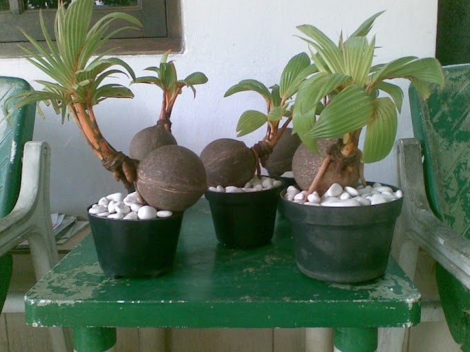 Teknik Dasar Dalam Membuat Bonsai Kelapa