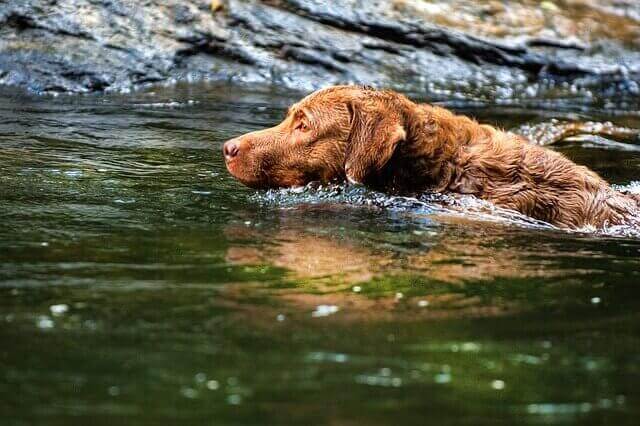  Chesapeake Bay Retriever swimming Training dog