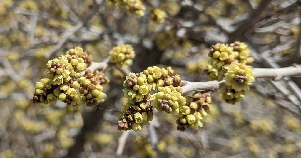 A Plant a Day Skunkbush Sumac Rhus trilobata