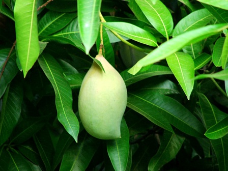 mango tree