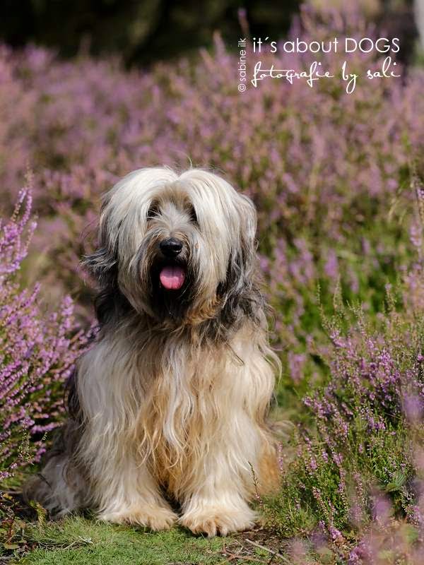 Uns gibt es noch.... - ABOUT DOGS AND CHIRU [Hundeblog]