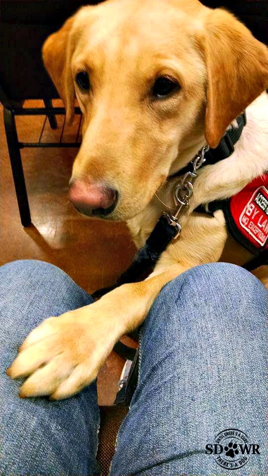 Diabetic Alert Dogs by Warren Retrievers An SDWR Review Service Dogs