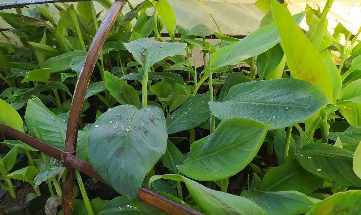 pisang mulyo Tongas