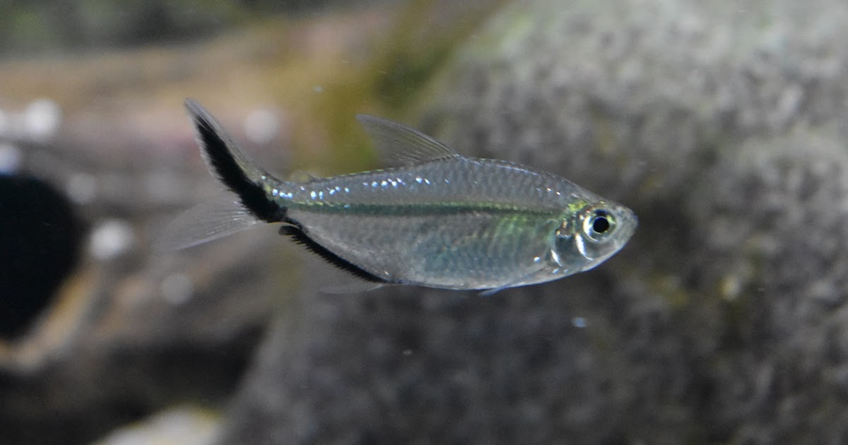 ZOOTOGRAFIANDO (6.100 ANIMALS): TETRA DE LÍNEA NEGRA / BLACKLINE TETRA