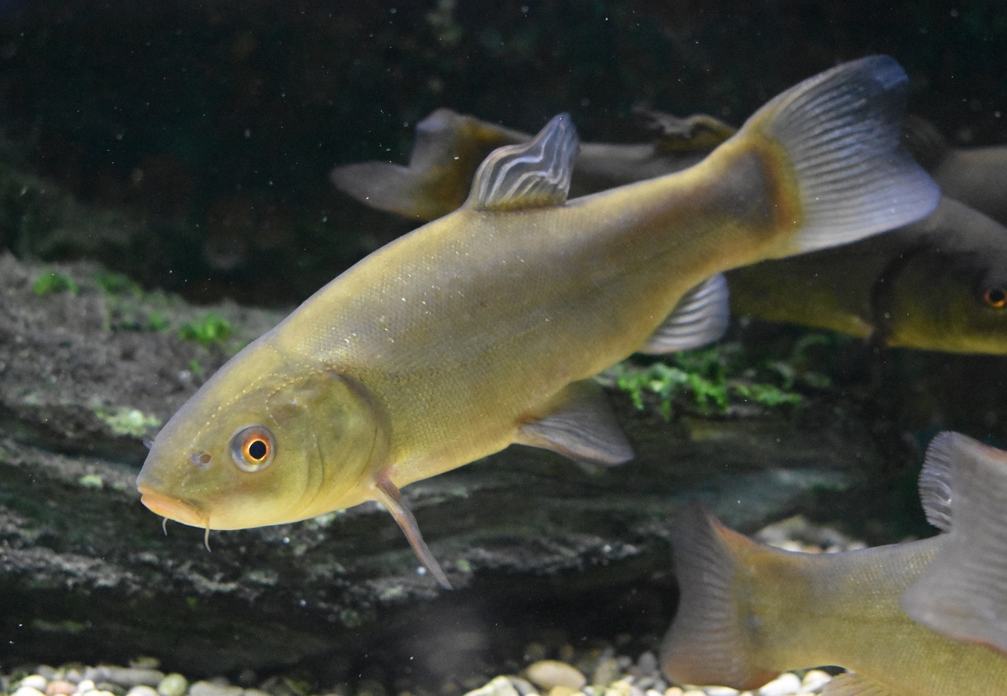 ZOOTOGRAFIANDO (6.100 ANIMALS): TENCA (Tinca tinca)