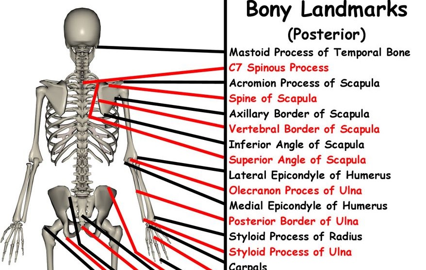 Toyota Cross Mauritius : Yaris Sedan | Toyota Mauritius / Discover the