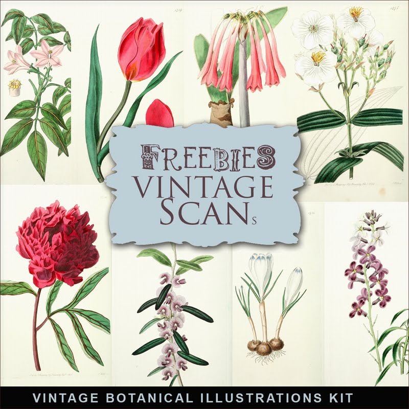 Freebies Vintage Botanical Illustrations:Far Far Hill - Free database ...