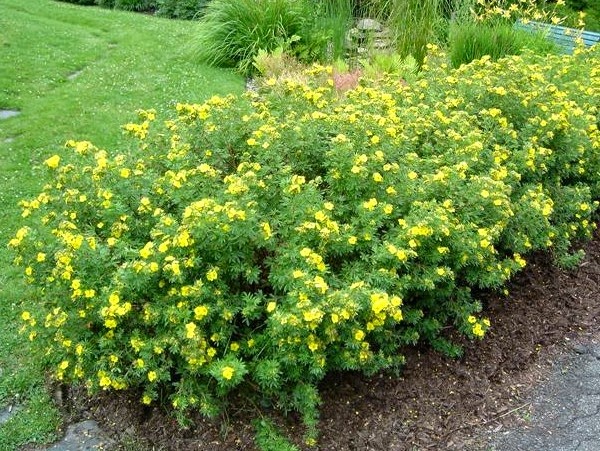 Future Plants By Randy Stewart Potentilla