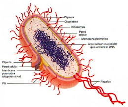 Celula procarionte