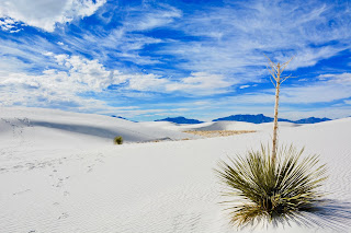 Photo by Josh Rangel on Unsplash A solitary Yucca plant with a tall stalk in lots of white sand under a blue and white sky. Photo by Josh Rangel on Unsplash