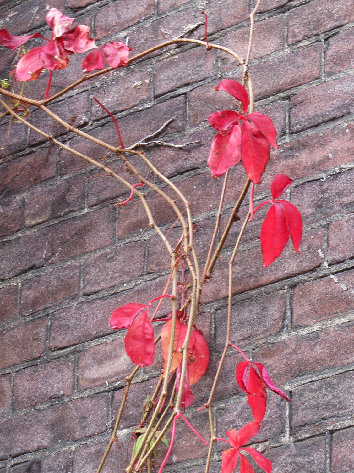 red leaves against a brick wall