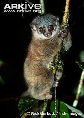 Weasel sportive Lemur