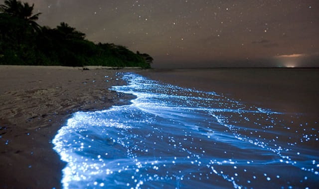 bioluminescencia