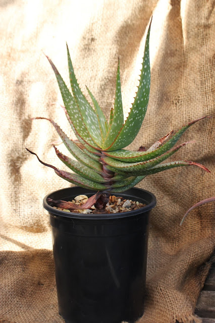 Aloe khamiesensis