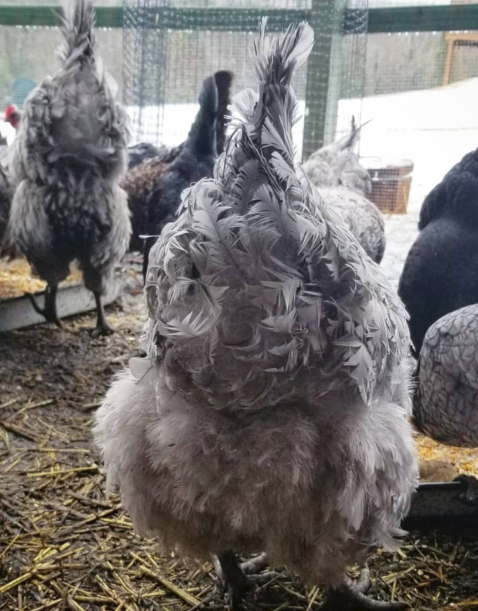 Poultry Mites Natural Prevention and Treatment for your Chickens