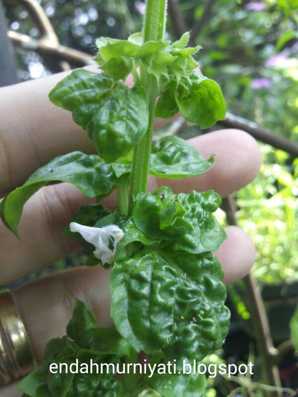 Endah Murniyati's Journey WRINKLED BASIL