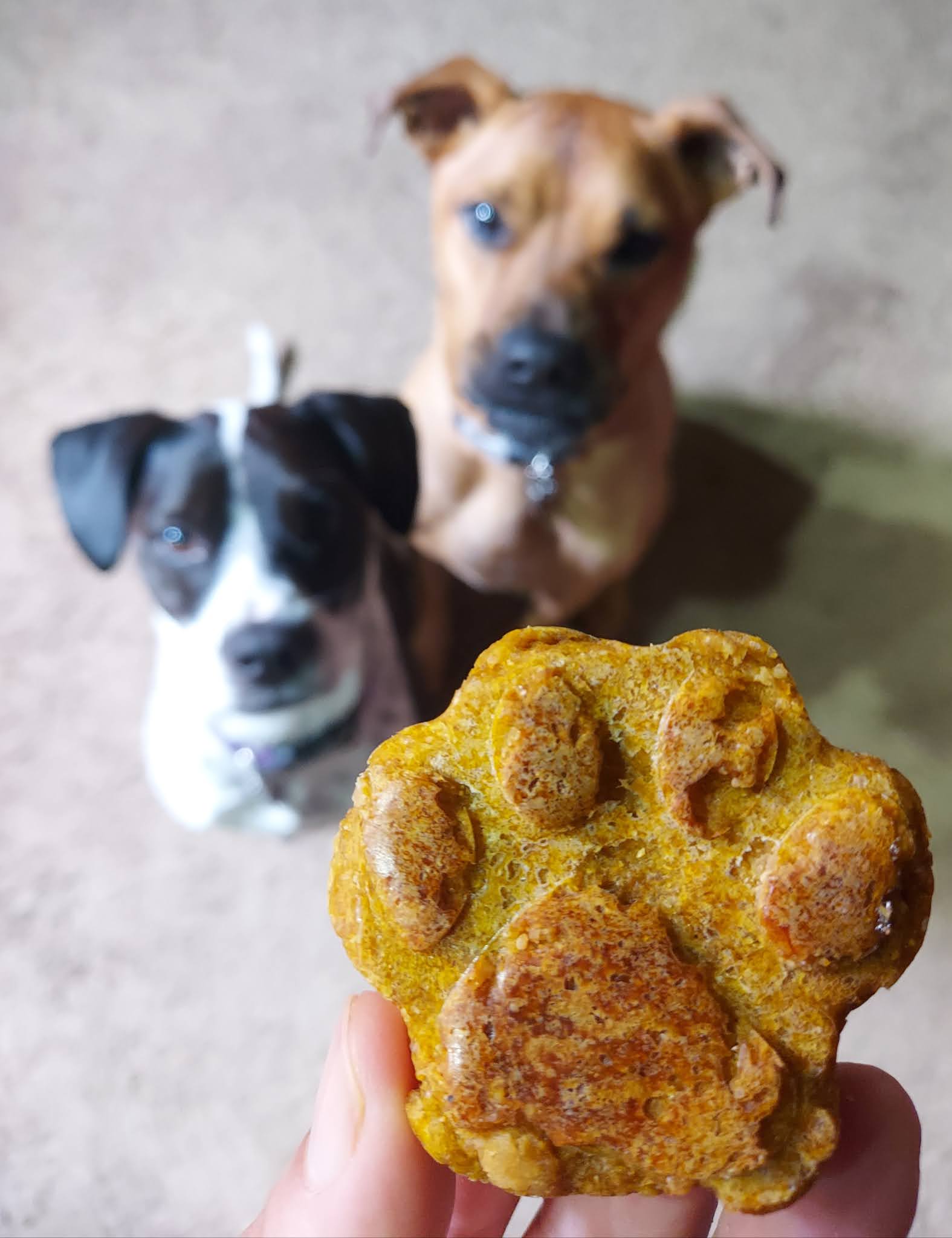 Peanut Butter Pumpkin Dog Treats peanut-butter-pumpkin-dog-treats
