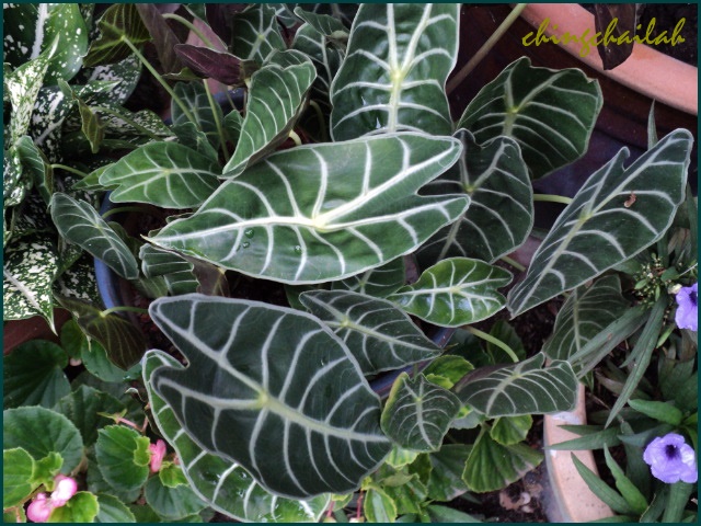 Simple Living In Nancy Alocasia Longiloba Grandis In My Garden