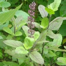 Tulsi (Ocimum Sanctum) https://ayurvedacareindia.com/