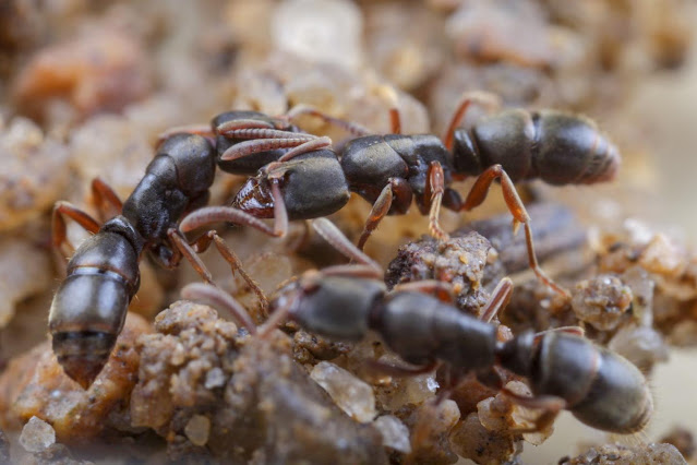 criação-diferentes-tipos-de-formigas-operárias