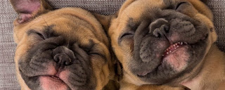 Cachorros fofos: seleção de 40 imagens que vão derreter seu coração