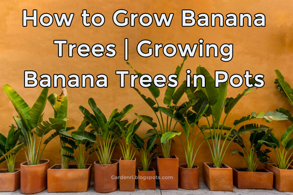 How to Grow Banana Trees Growing Banana Trees in Containers