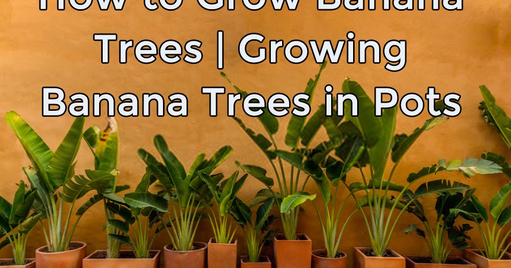 How to Grow Banana Trees Growing Banana Trees in Containers