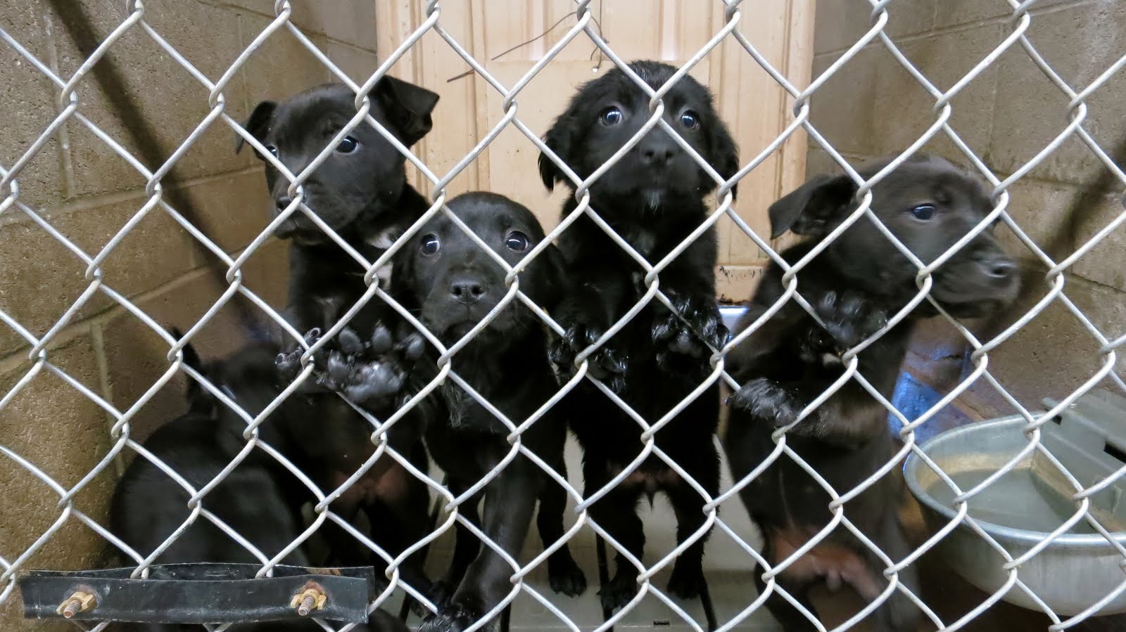 Dog Snot On My Windshield Huachuca City animal shelter