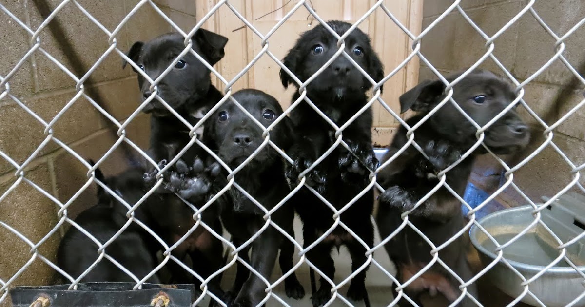 Dog Snot On My Windshield Huachuca City animal shelter