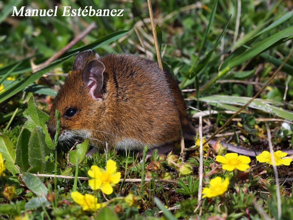 Miradas Cantábricas Ratón de campo (Apodemus sylvaticus) Miradas Cantábricas Ratón de campo (Apodemus sylvaticus)