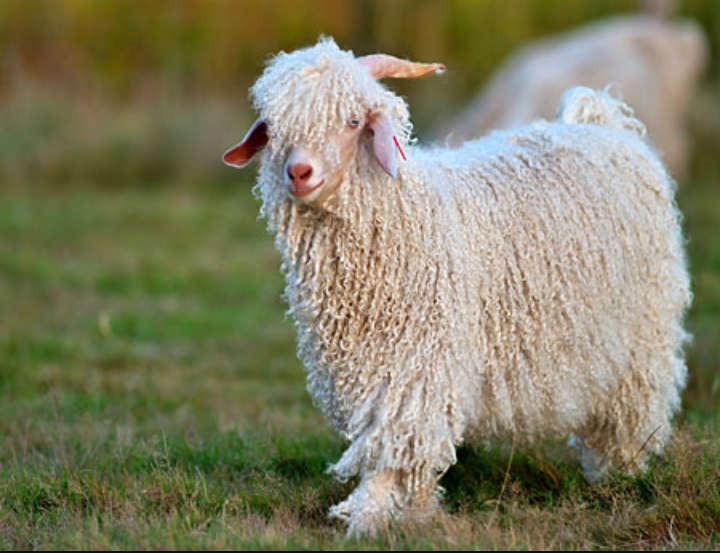 D'où vient la laine et laquelle choisir pour ses vêtements ?