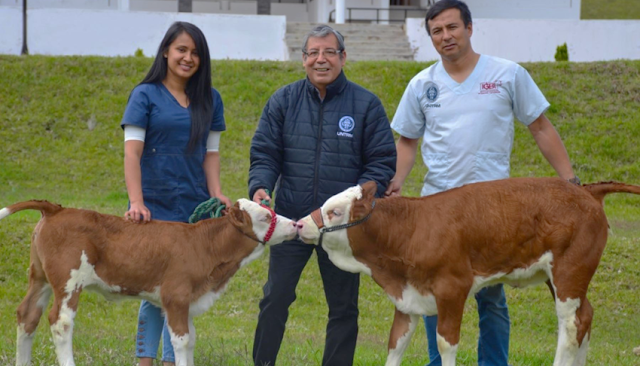 Peruanos clonan vaca alemana