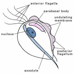 protozoan Trichomonas vaginalis