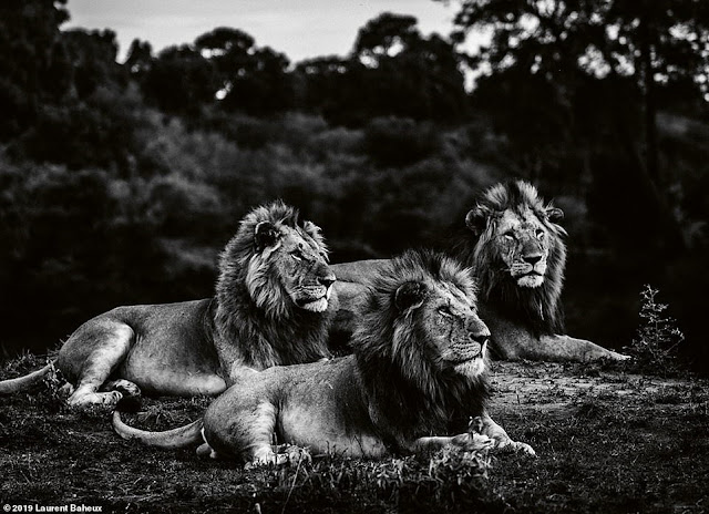 The majestic lion king in beautiful black and white photos