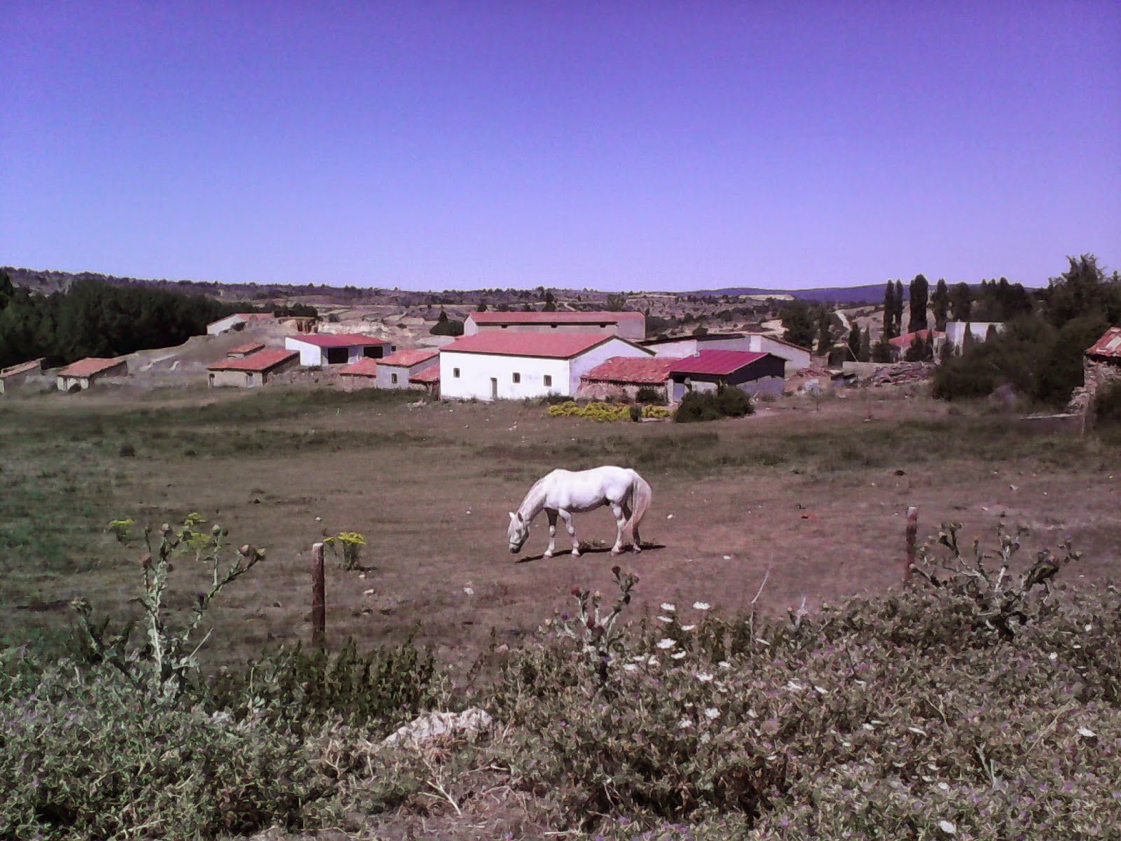 Caballo