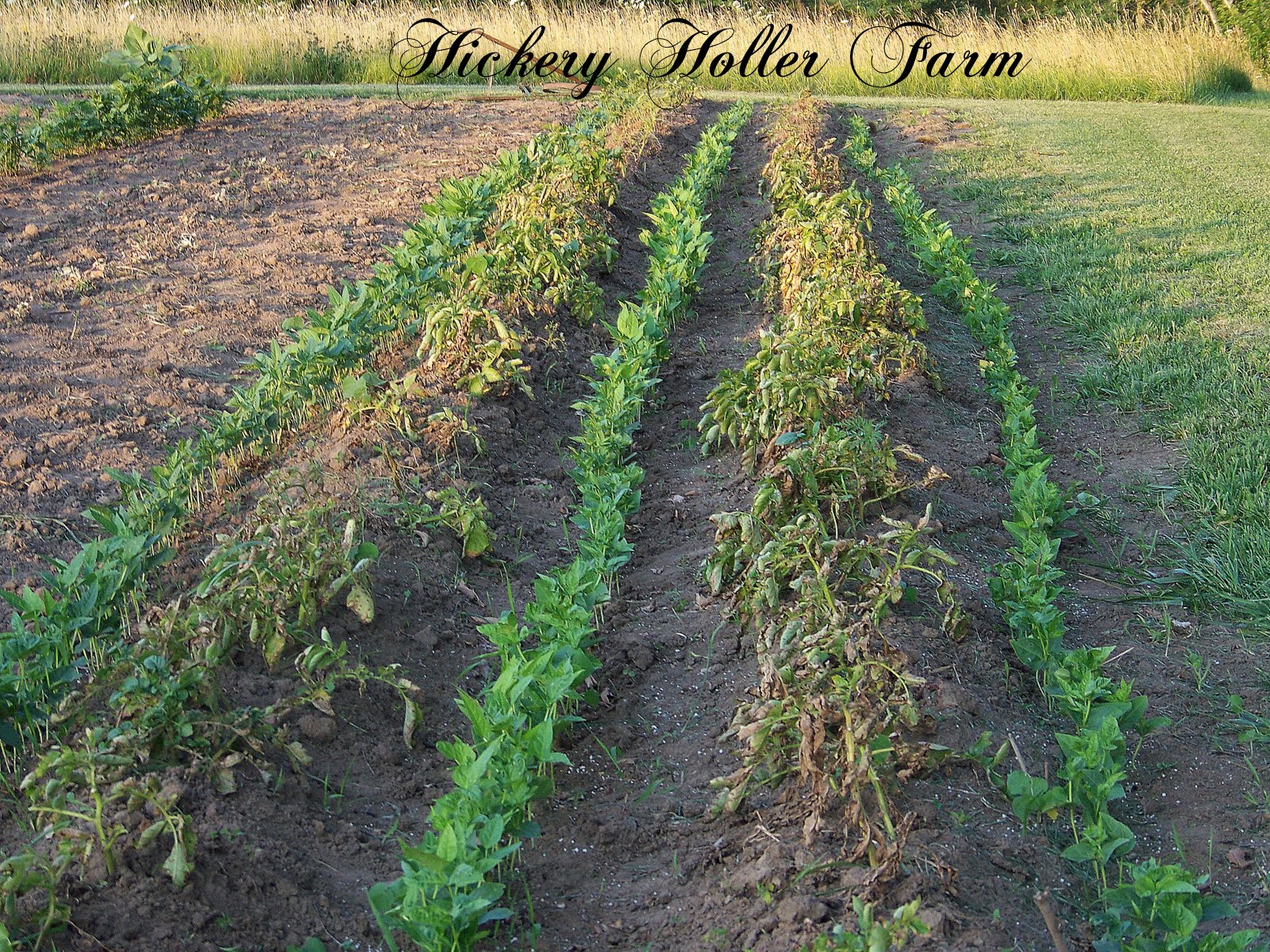 Hickery Holler Farm Planting Over Those Dying Potato Vines