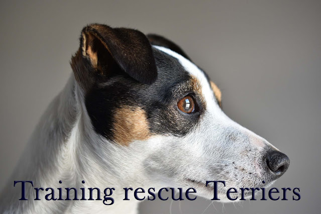 Training rescue terriers Training rescue terriers