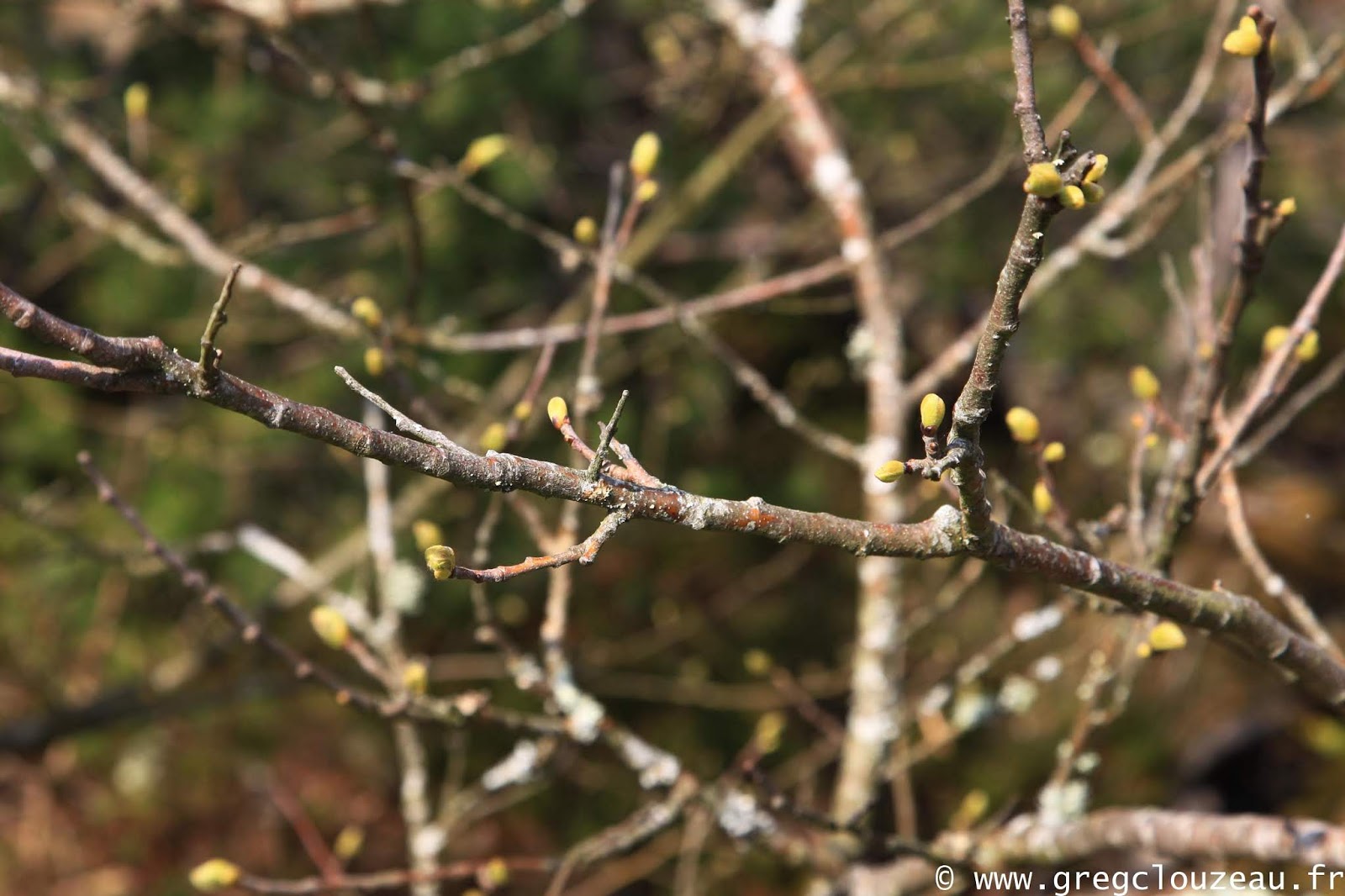 Débourrage du châtaignier, place à la nouvelle génération