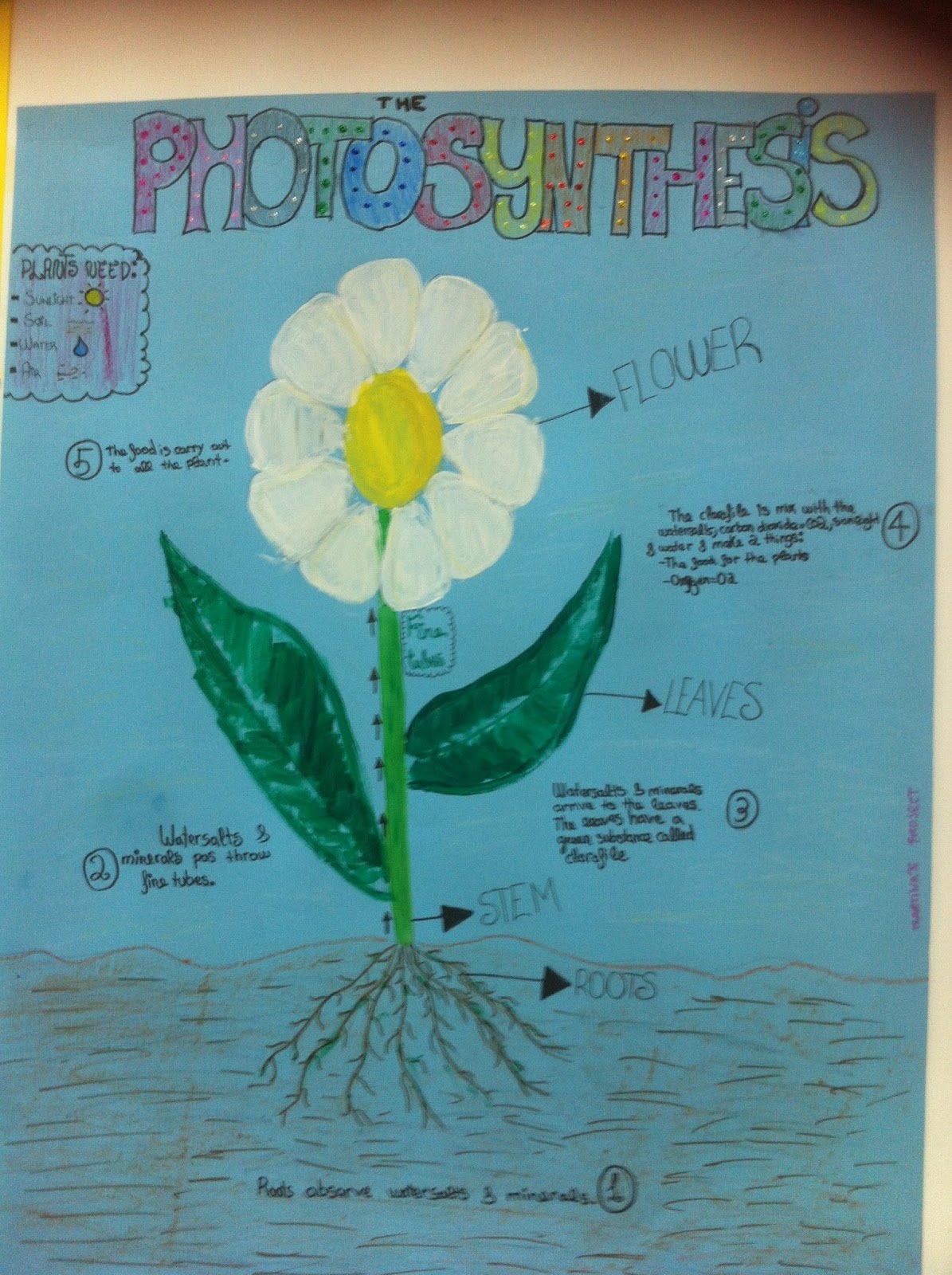 Some of the Projects Class 4 How plants make their own food